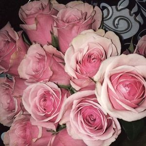 Meet your Posher, Rose